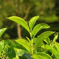 Fresh green tea leaves growing on the plant